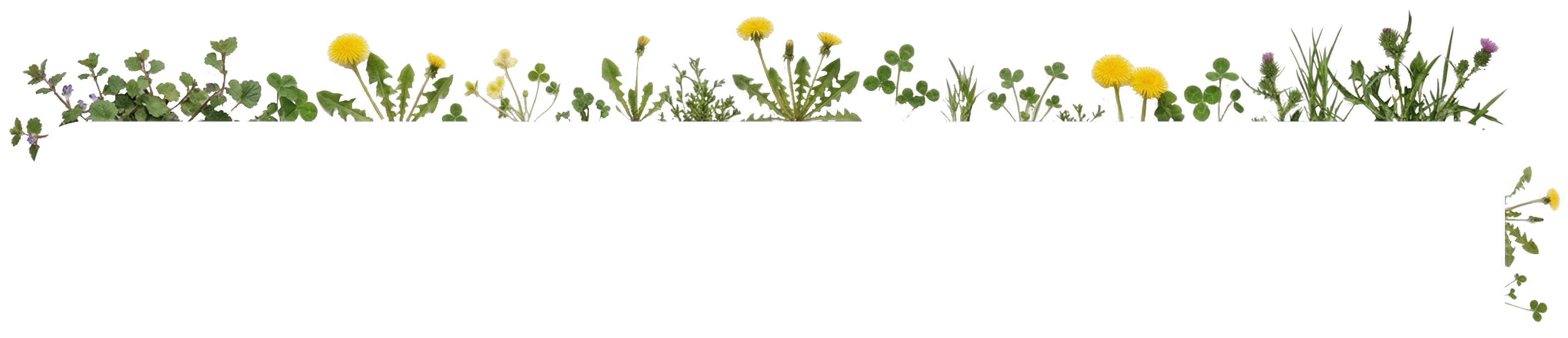 Weeds